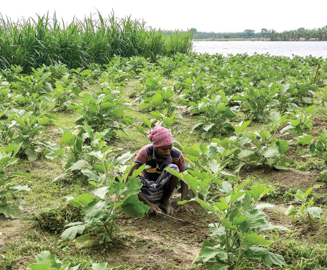 Snakebite surge as record rains lash Bangladesh