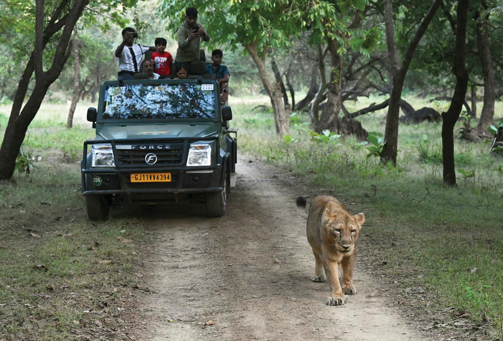 Back from the brink: Indian pride as Asiatic lions roar back