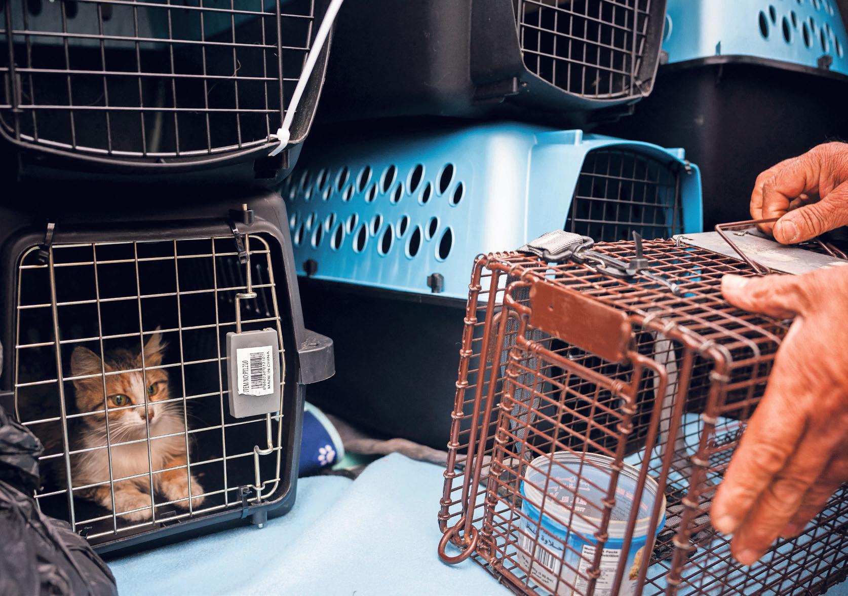Beirut rescuers risk their lives to save animals from deadly strikes |  Khaleej Times - newspaper - Read this story on Magzter.com