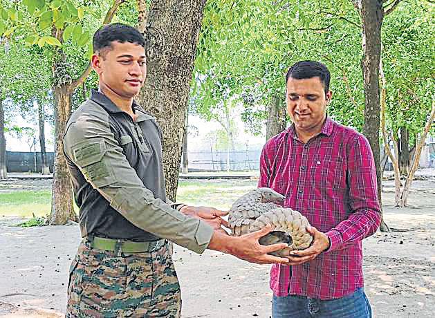 Army rescues pangolin along Int'l Border in Akhnoor