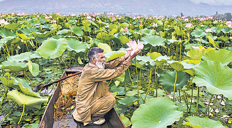 Lotus blooms at Wular Lake again after three decades
