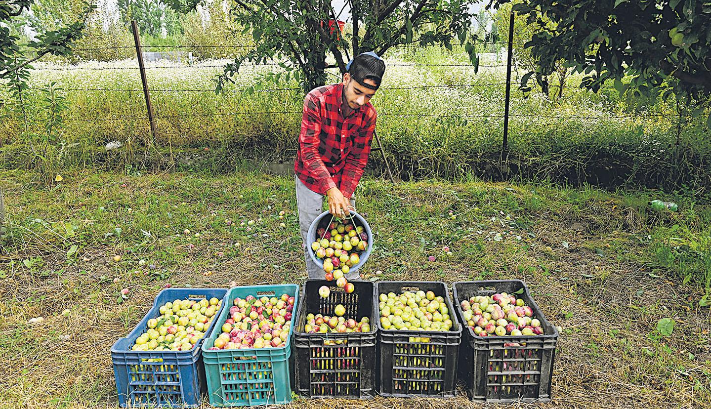 Dry spell brings sweet surprise for farmers as Valley records boost in stone fruit production