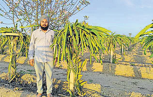 Dragon fruit takes roots in Punjab, farmers eye profits