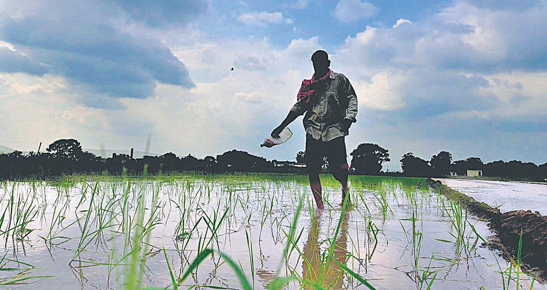 Sowing almost over, state eyes bumper paddy yield