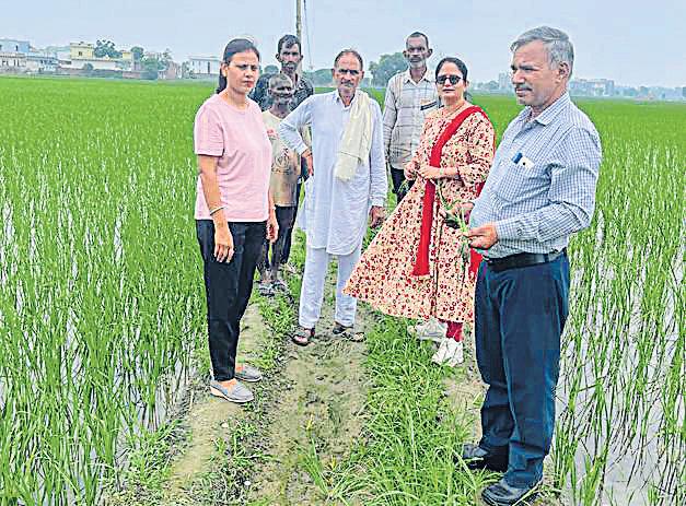 Now paddy dwarfing virus alert in K’shetra; stay vigilant, farmers told