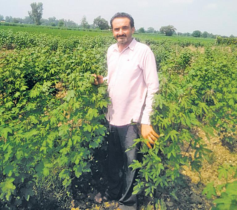 Unravelling Bt bind: Indigenous cotton weaves a new future for agriculturists