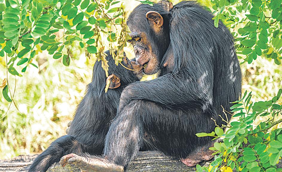 { EVOLUTION OF KISSING } First kiss was 20 million years ago by early primates, researchers claim