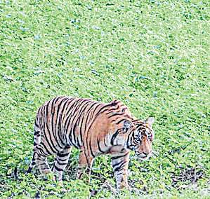 3 forest officials suspended over deaths of 5 tigers in state