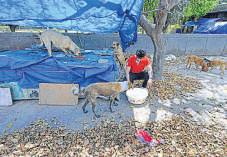 Decision to feed street dogs taken after proper evaluation: BBMP