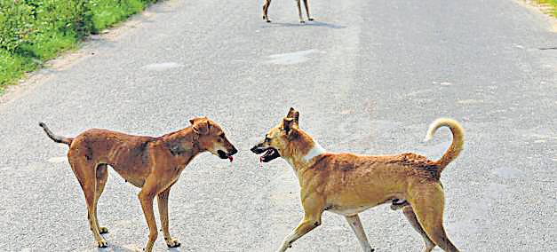 { AMID RISE IN DOG BITE CASES } Kerala to allow euthanasia of seriously ill stray dogs, launch mobile sterilisation
