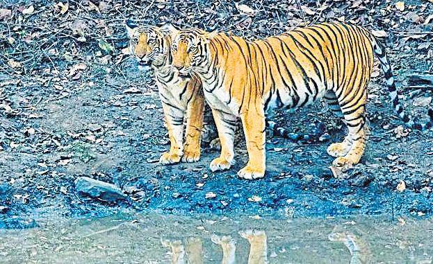 SC seeks state’s reply on death of 5 tigers by poison