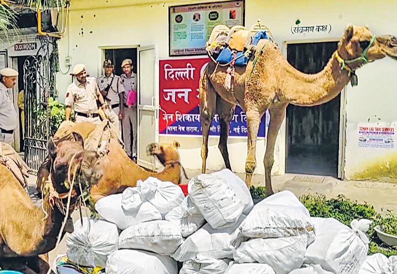 'Ship of the desert' turns illegal liquor mule; Delhi Police busts interstate smuggling racket