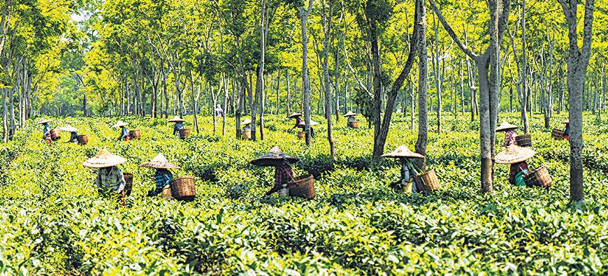 Spilling the tea: What should we grow, in this era of oversupply?