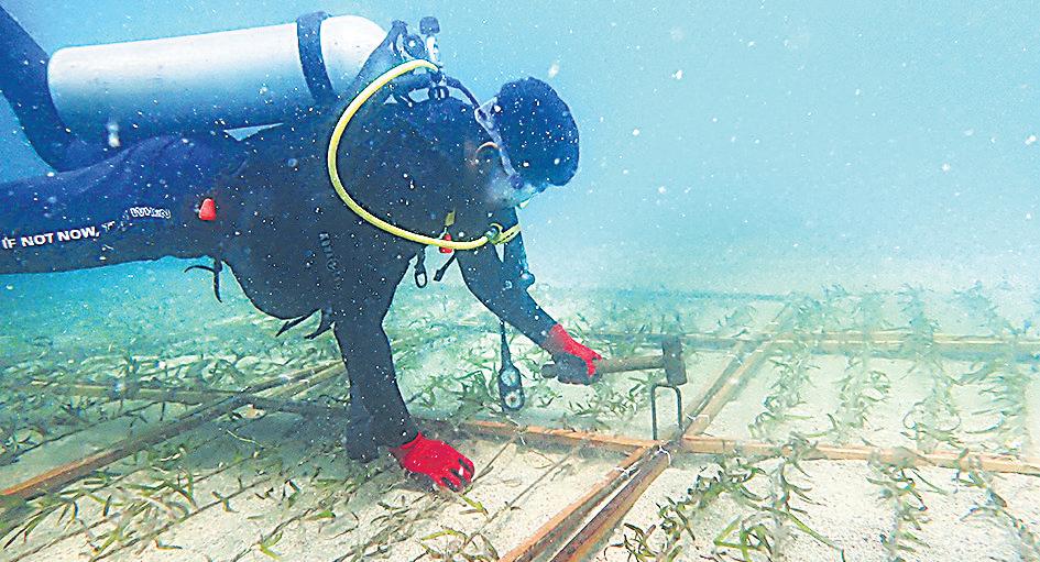 Long time no sea: Tamil Nadu is rescuing its drowning islands