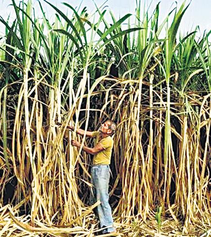 Sugar rules revamp aims to boost role of ethanol, states