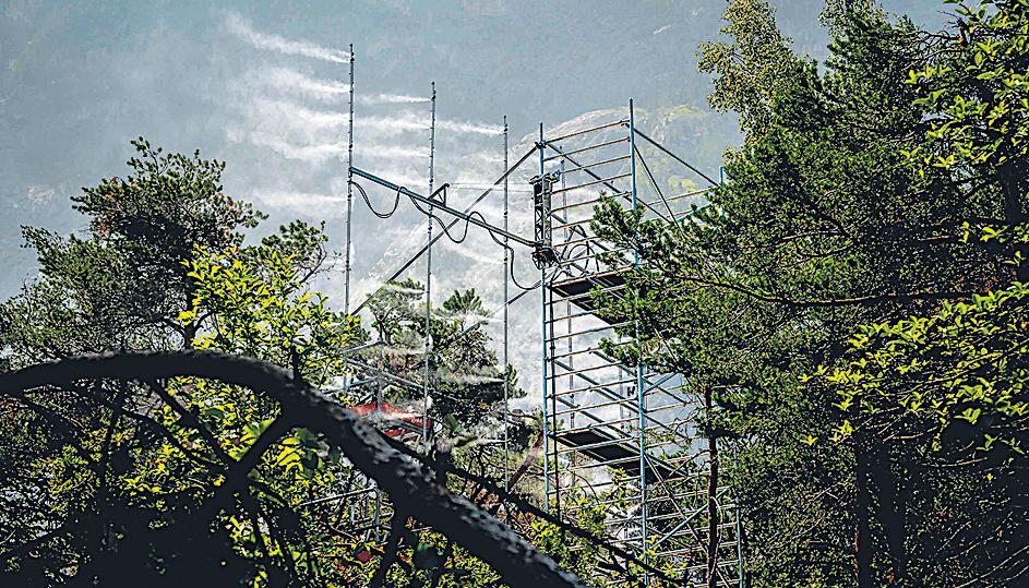 Swiss trees get mist before they're missed