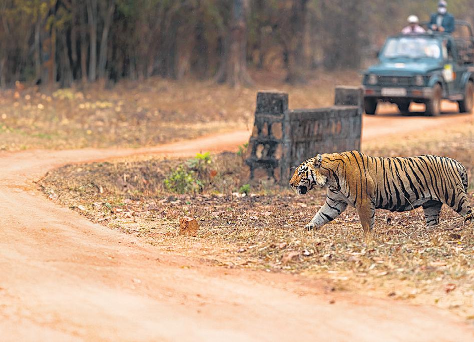 22 tigers and 40 leopards died in Maharashtra from Jan to April