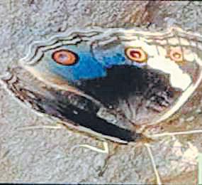 Ranthambore reserve a healthy environment for butterflies, 68 species found: Researchers