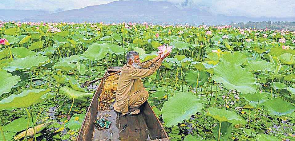 Lotus flowers grace Wular lake again after three decades