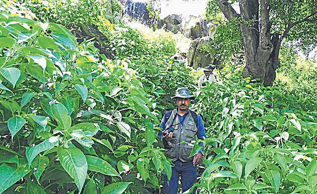 Rare endemic shrub rediscovered in Mount Abu