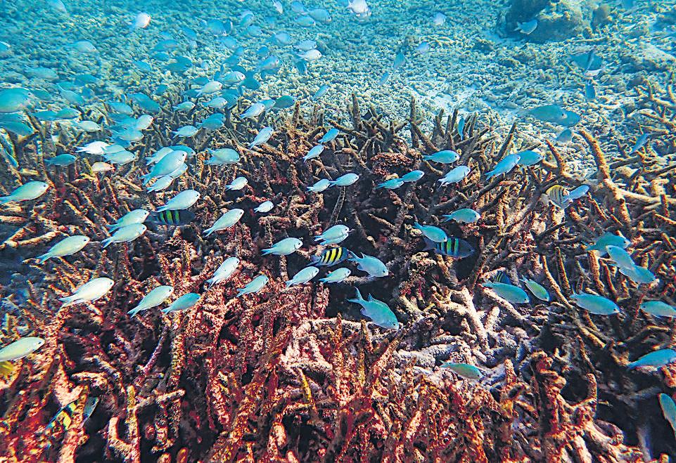 Lakshadweep archipelago’s coral cover declined by 50% over 24 years