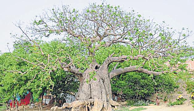 { RISK OF EXTINCTION } DUE TO OVER-EXPLOITATION Scientists suggest botanical reclassification of Parijat tree