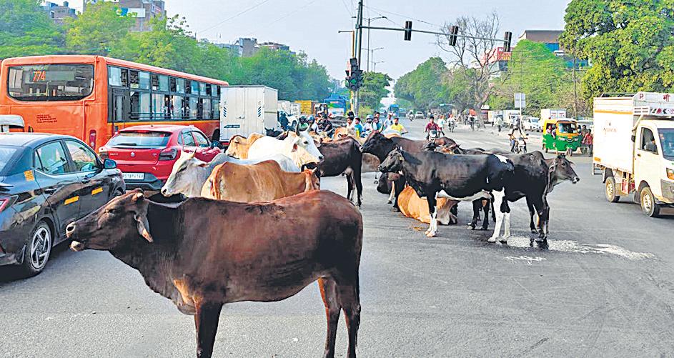 After SC’s stray cattle order, MCD report says cow shelters already overburdened