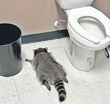 Raccoon goes on drunken rampage in liquor store, passes out in toilet