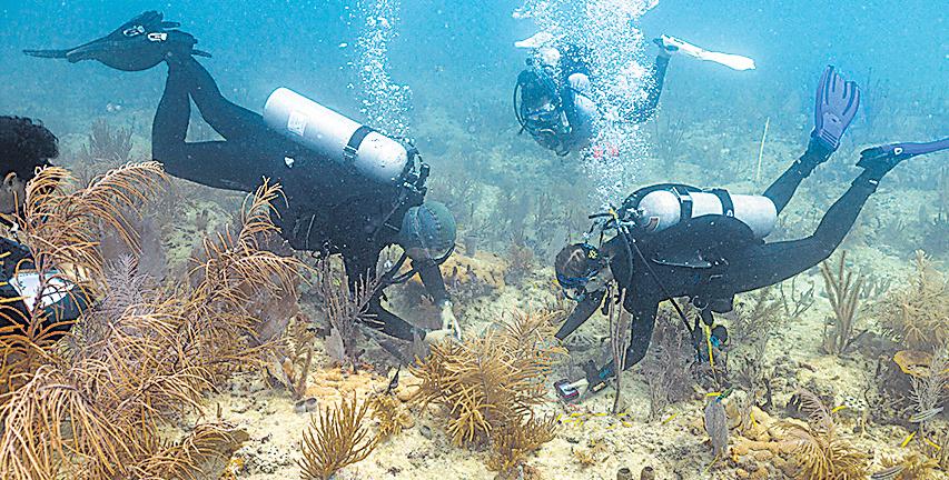 Scientists transplant crossbred corals to save Miami reefs