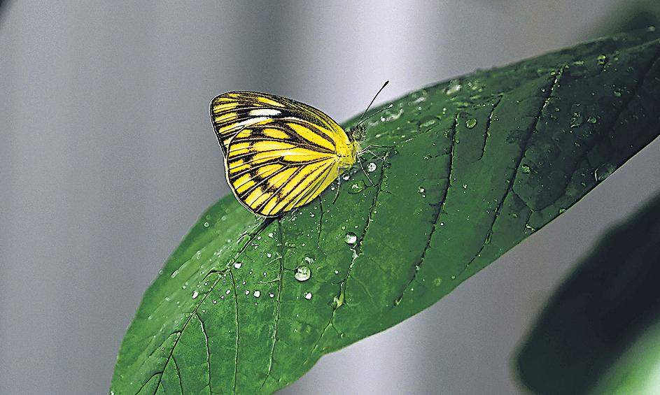 10 butterfly gardens offer stress relief, smiles to Mumbai cops