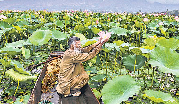 Lotuses bloom at Wular Lake again after three decades
