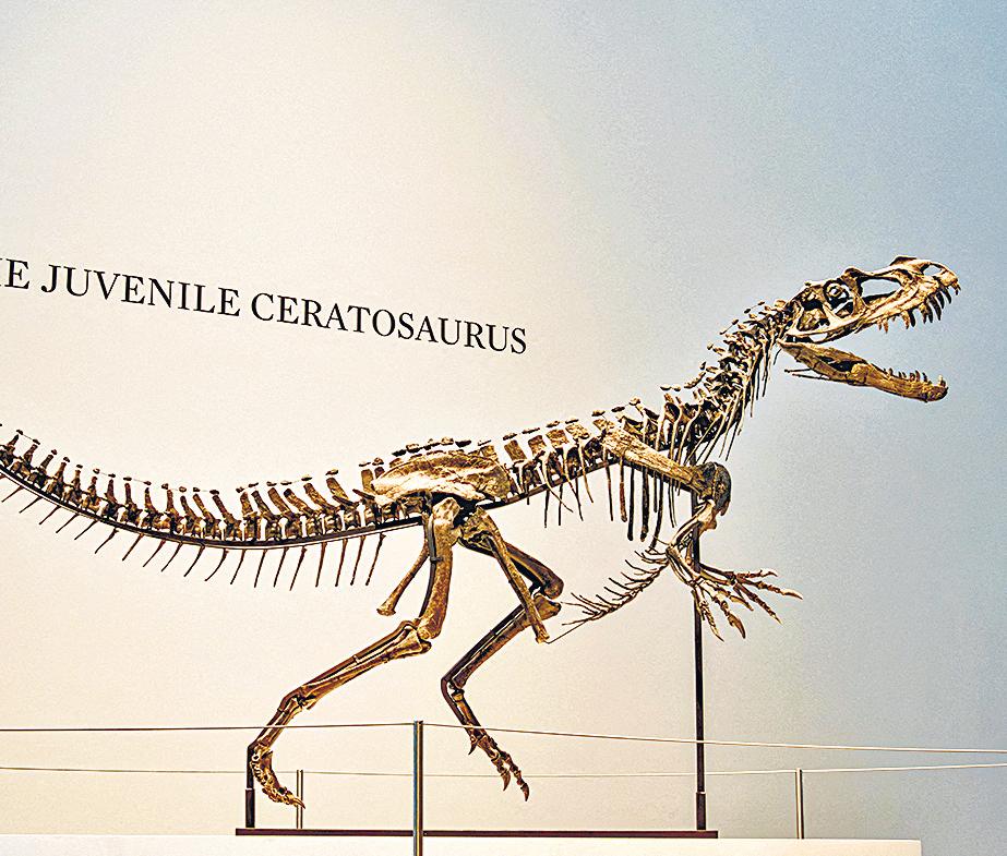 Ceratosaurus skeleton auctioned for $30mn at Sotheby's