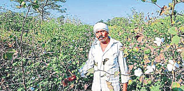 Naturally coloured cotton revival hit by funding woes