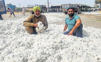 Farmers worried as cotton prices plunge amid cuts in import duty