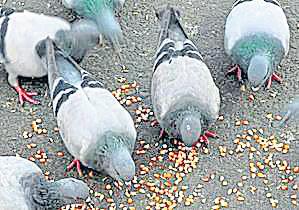 STATE ORDERS CRACKDOWN ON PIGEON FEEDING SPOTS DUE TO HEALTH HAZARD