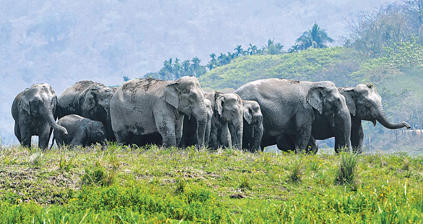 Alarm in Assam as 4 elephants killed in 20 days
