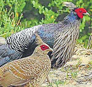 Bone of contention: BJP cries 'fowl' after protected bird served at dinner for Sukhu