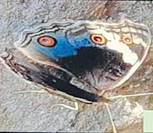 Ranthambore reserve a healthy environment for butterflies, 68 species found: Researchers