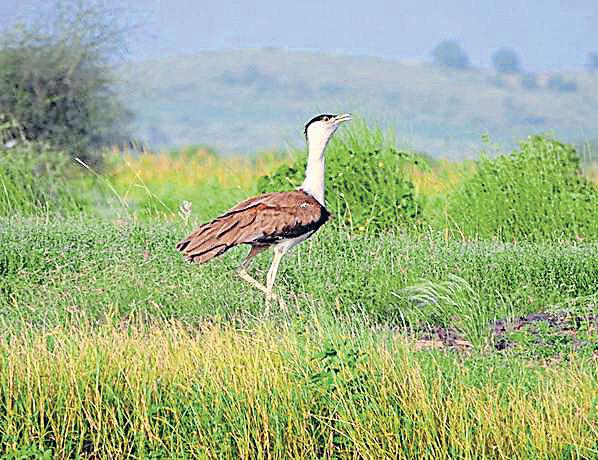 New strategy allows GIB to hatch, grow in wild