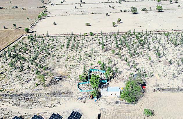 Doctor plants 900 white sandalwood in desert