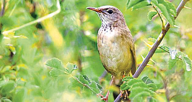 Long-billed Bush Warbler sighted in India