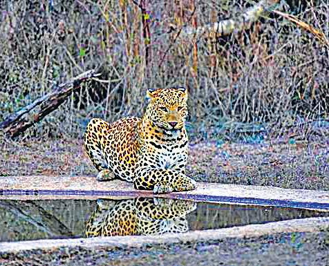 Forest dept to conduct first leopard census to formulate ‘long- term conservation policy