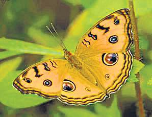 40 species of butterfly documented in survey at Sariska tiger reserve