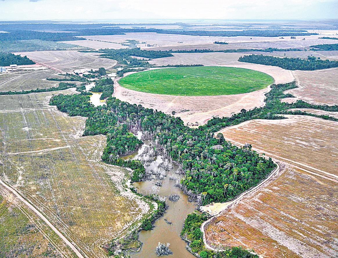 Can the loss of a rainforest be compensated?