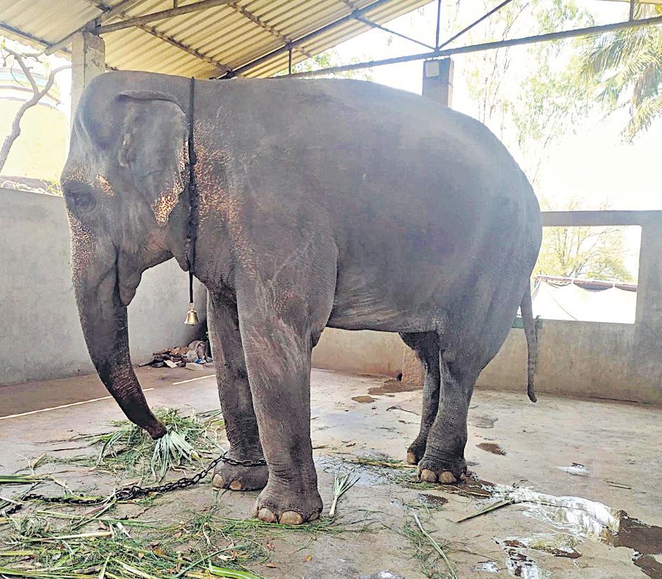 HC upholds animal rights over religious customs