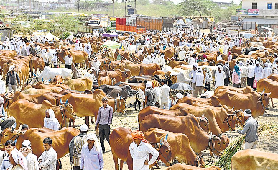 Cattle traders on strike to protest against harassment by ‘gau rakshaks’