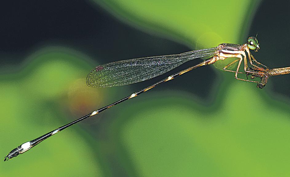 Two new Damselfly species discovered in Western Ghats of Maharashtra and Kerala