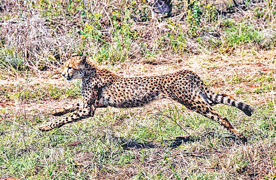 'Beginning of a new chapter': Botswana gifts 8 cheetahs