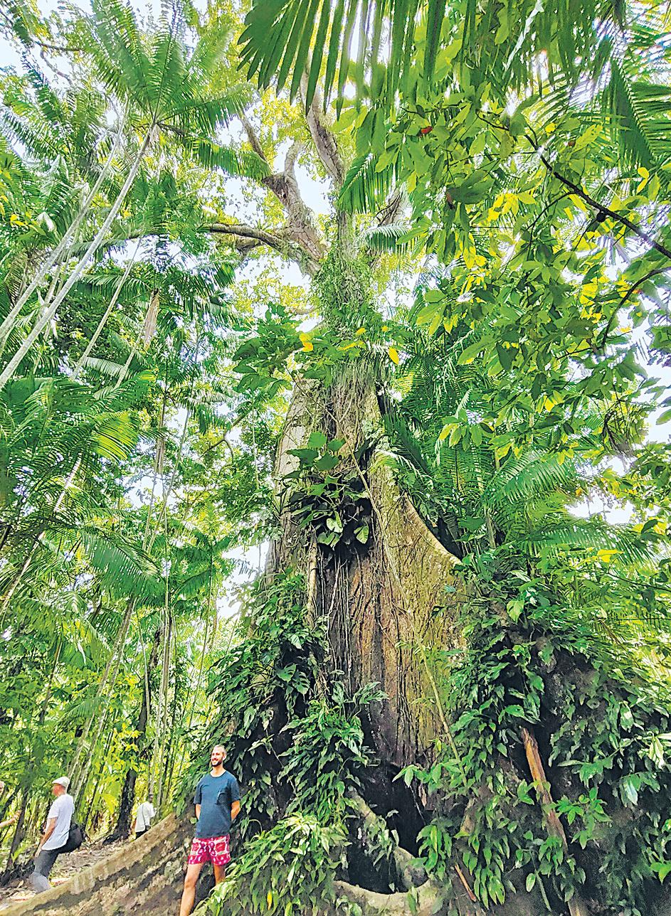 Can the loss of a rainforest be compensated?