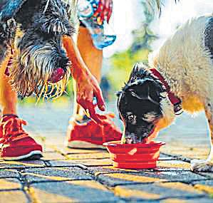 Wipro to enter pet foods with 'HappyFur'